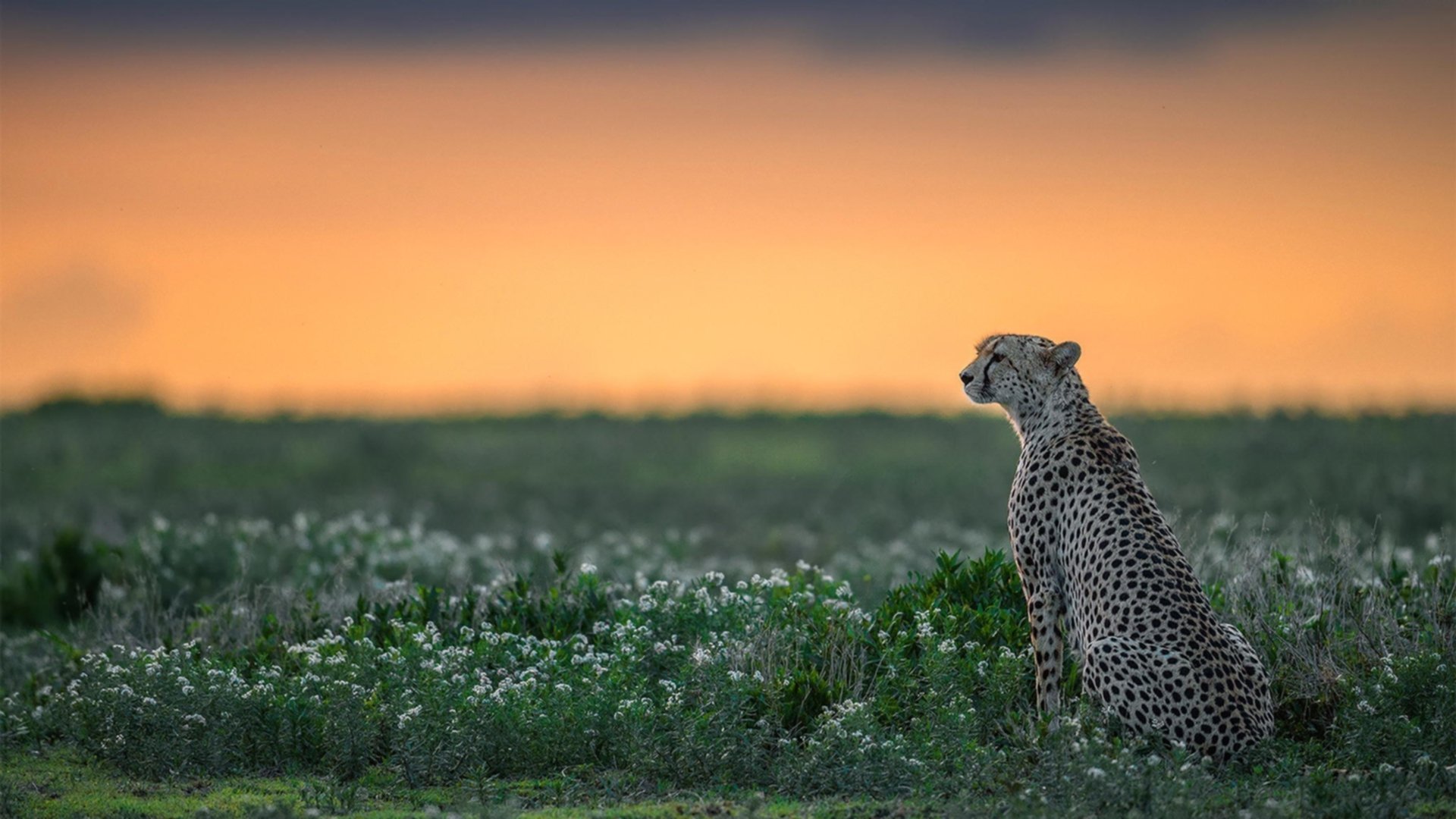 疾风与烈火的对话,迈凯伦轻取法拉利,塞恩斯高光背后的团队艺术