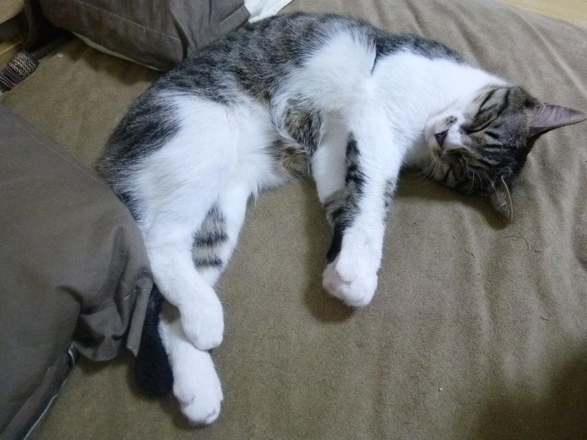 爱游戏娱乐-北非雄狮撼动绿茵，突尼斯关键战突围爱尔兰，德布劳内化身决胜密钥