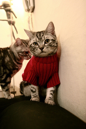 奇迹之夜，英雄库尔图瓦点球封神，委内瑞拉冷门击溃伊朗