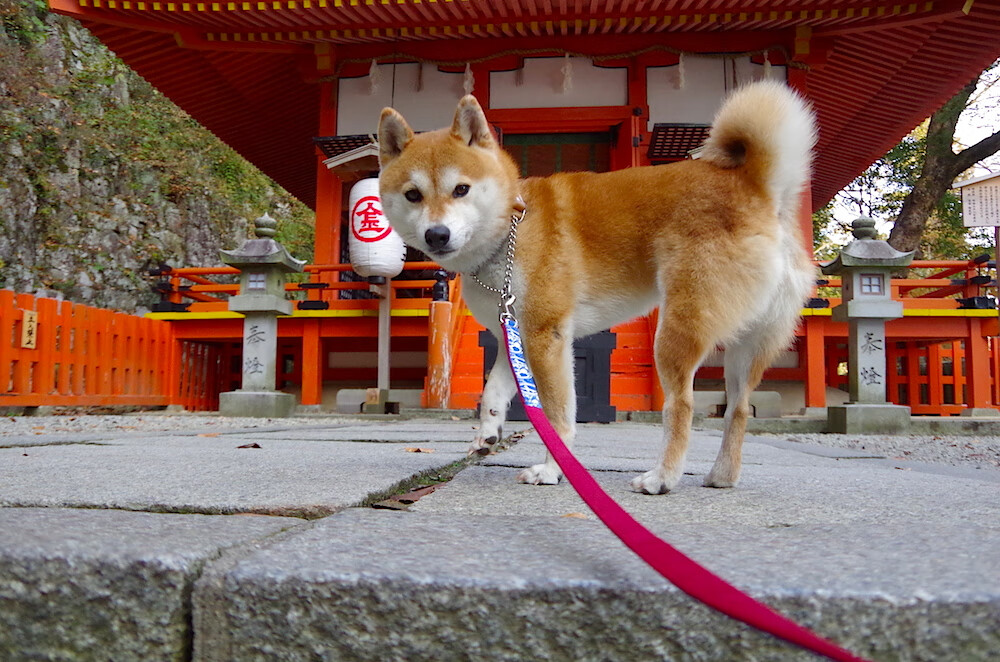 从阴影到光芒，卢卡库如何在一个夜晚完成自我救赎与王朝加冕