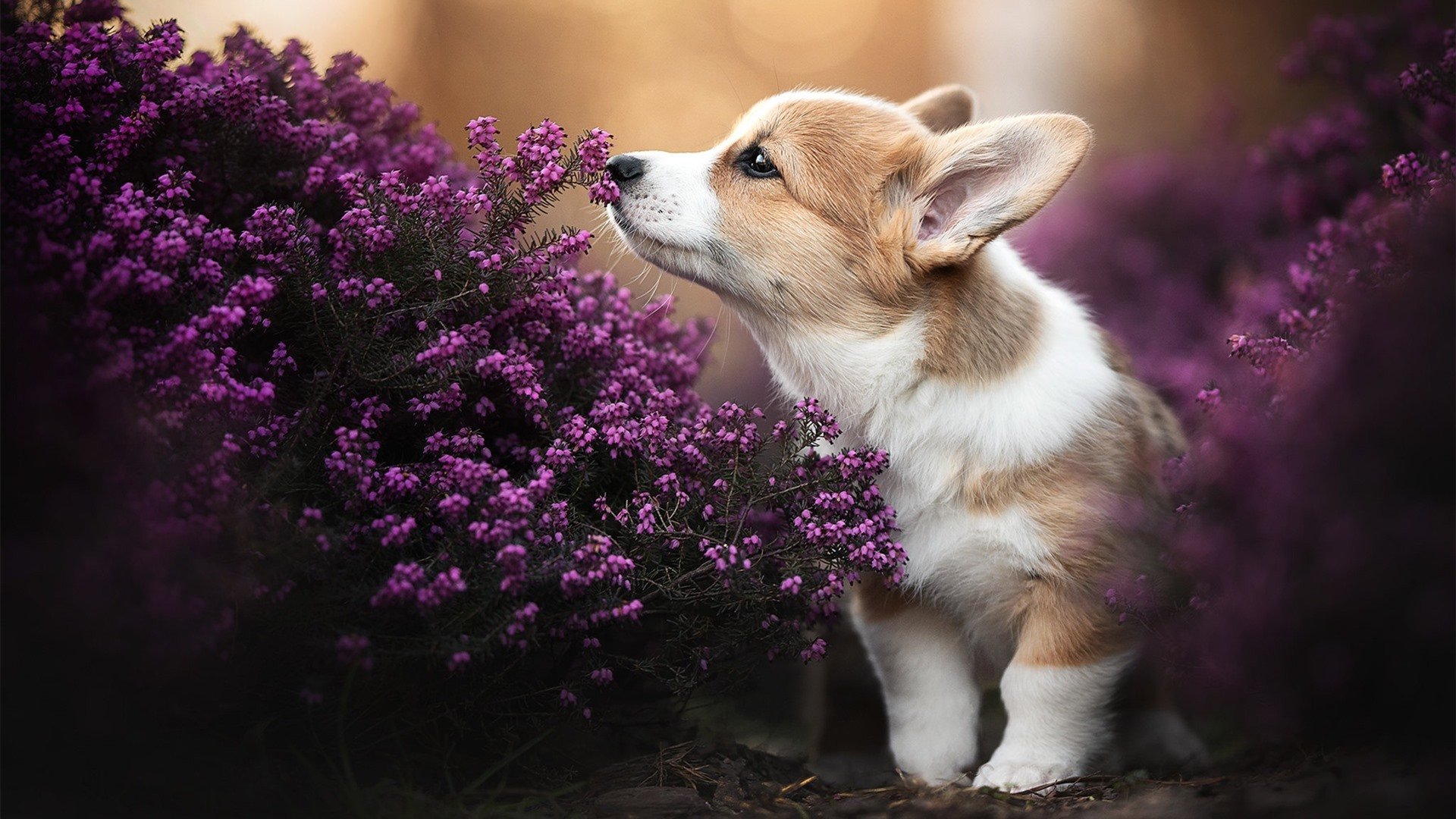 烽火绿茵,乌克兰3-0碾压芬兰,京多安大师级掌控引爆全场