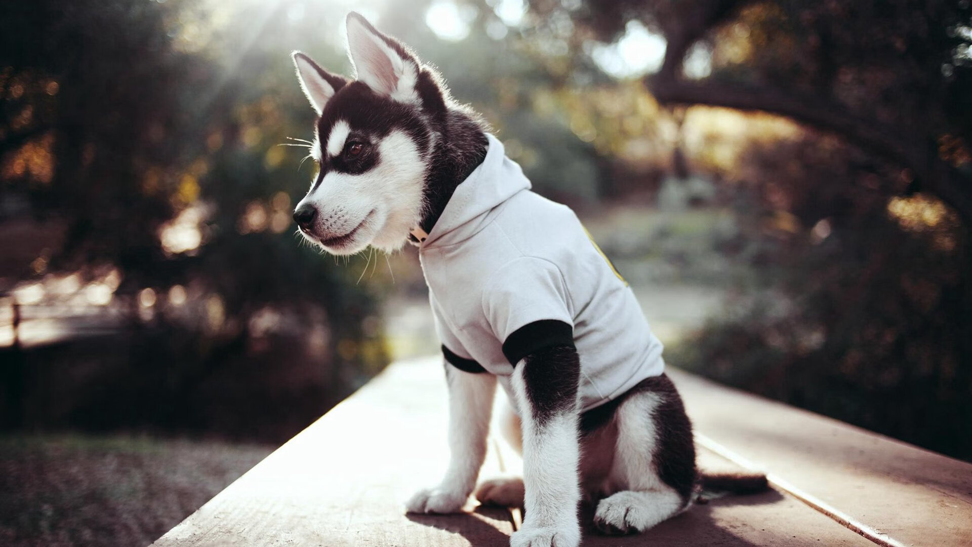 爱游戏官方入口-冰与火之歌，德罗赞绝境爆发率新疆力克鹈鹕