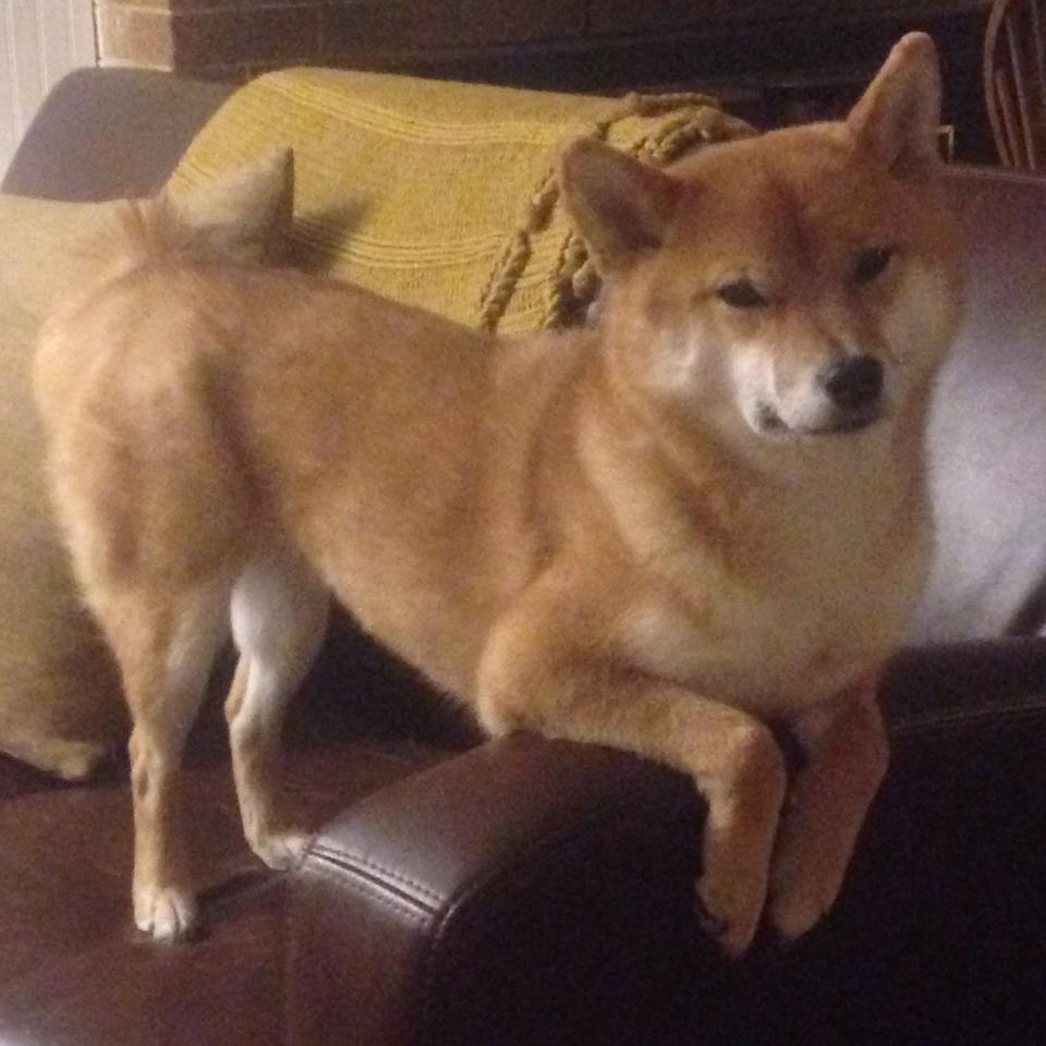 羽翼横扫北境！贝恩单骑叩关成吉林队无解难题