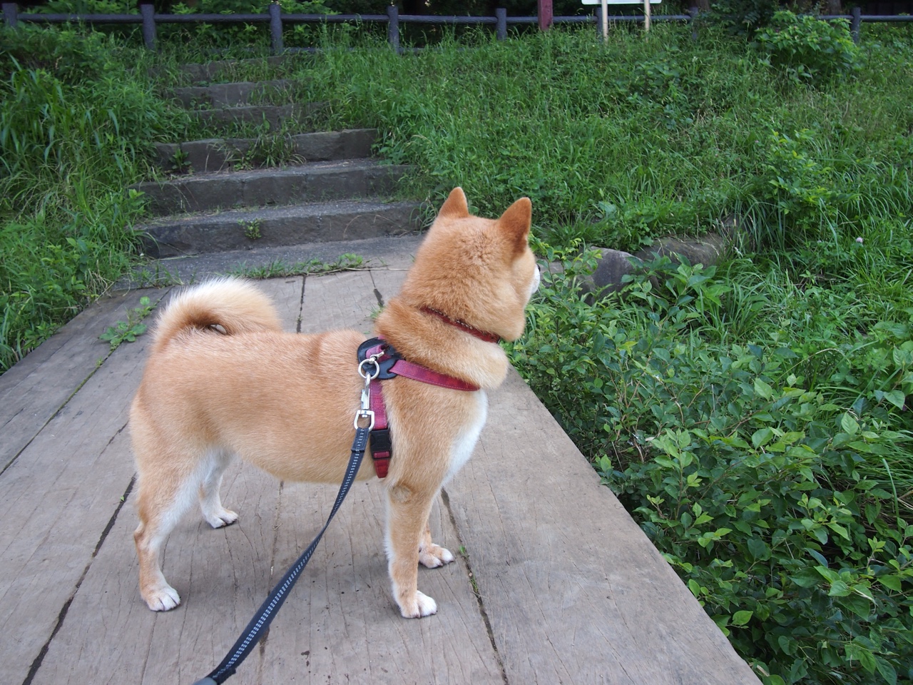 小贾伦之夜,当篮筐如海,尼克斯铁壁前的绿军宿命之战