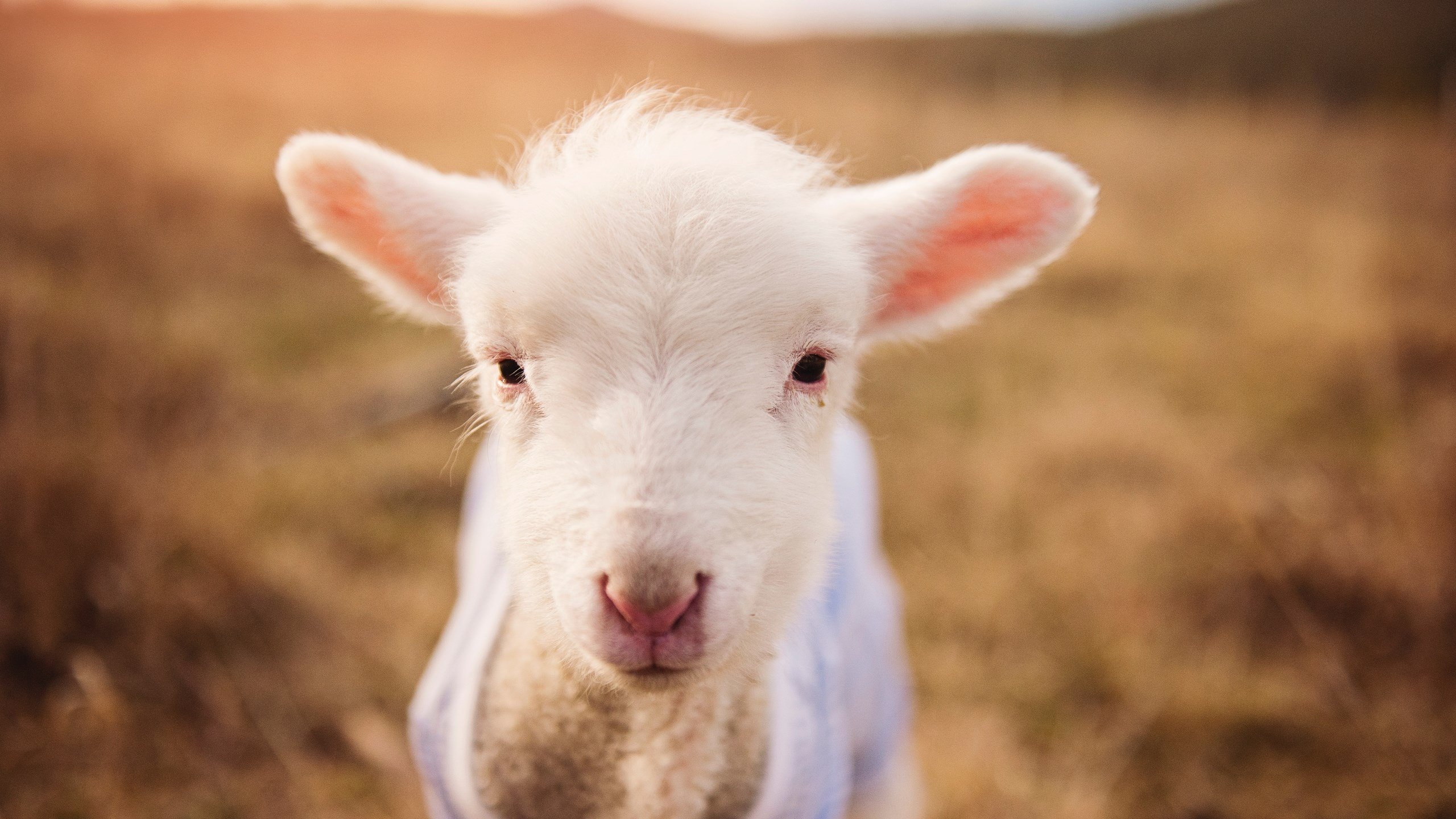终场哨前的逆袭，法比尼奥一箭穿心，突尼斯从马赛主场偷走胜利