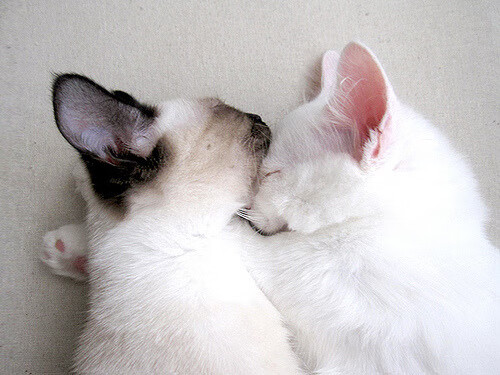 宿命的转折点，哈兰德满分封神与荷兰的窒息末节