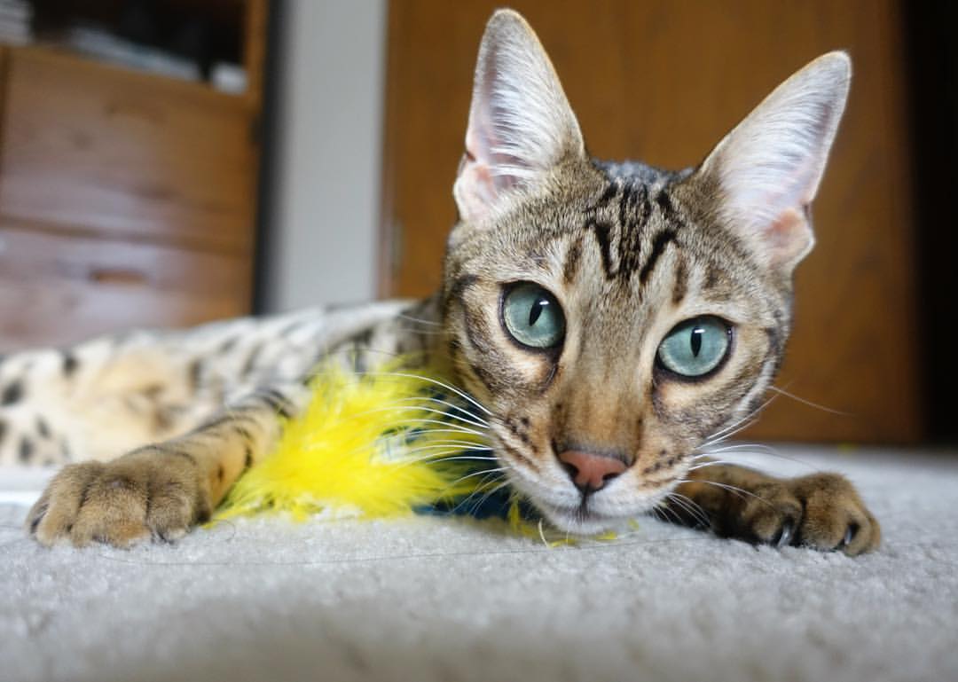 太阳灼穿魔术，霍勒迪是那把最关键的钥匙