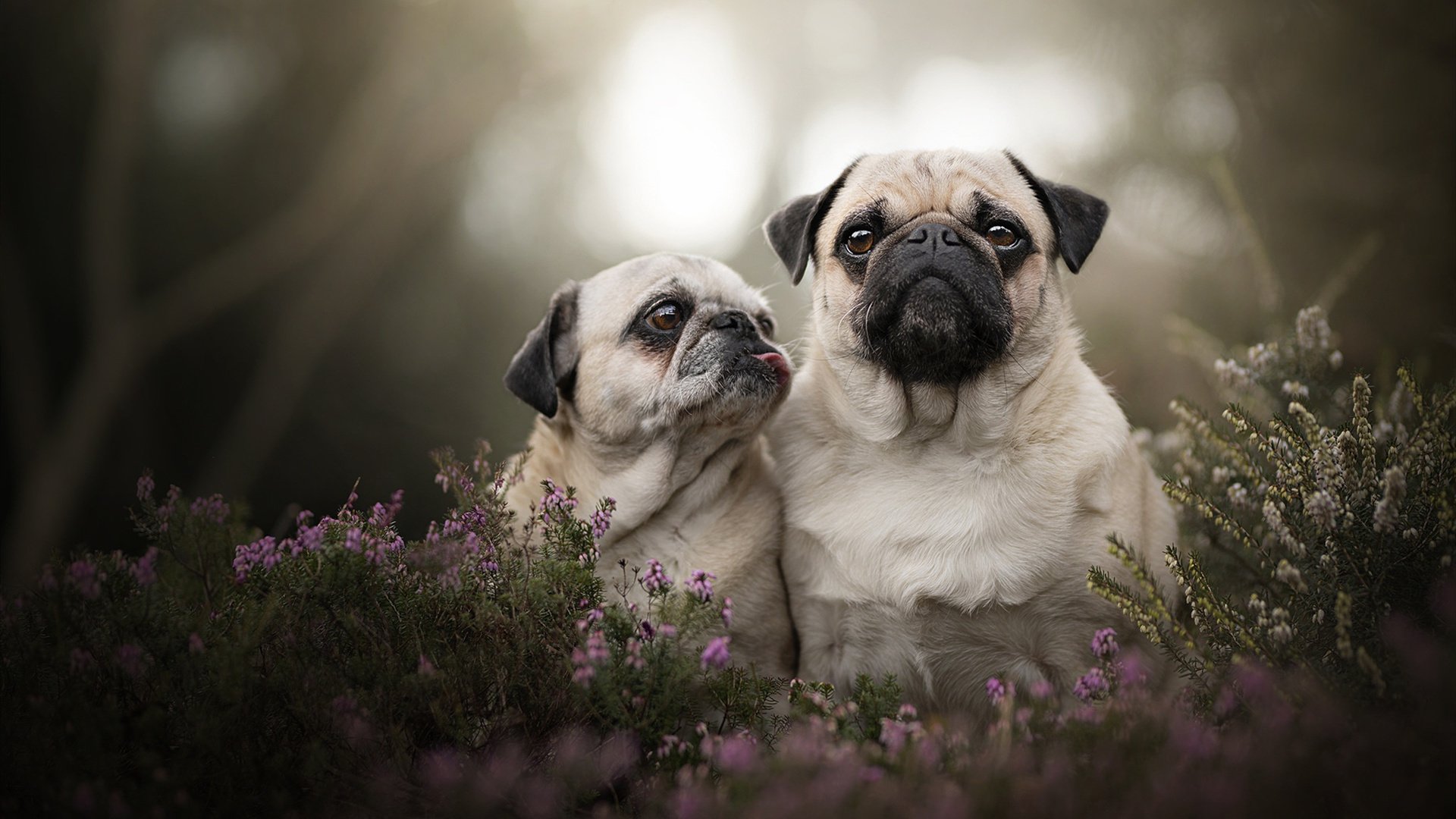 当布克在明尼苏达降临，一场不存在比赛中的永恒幻觉