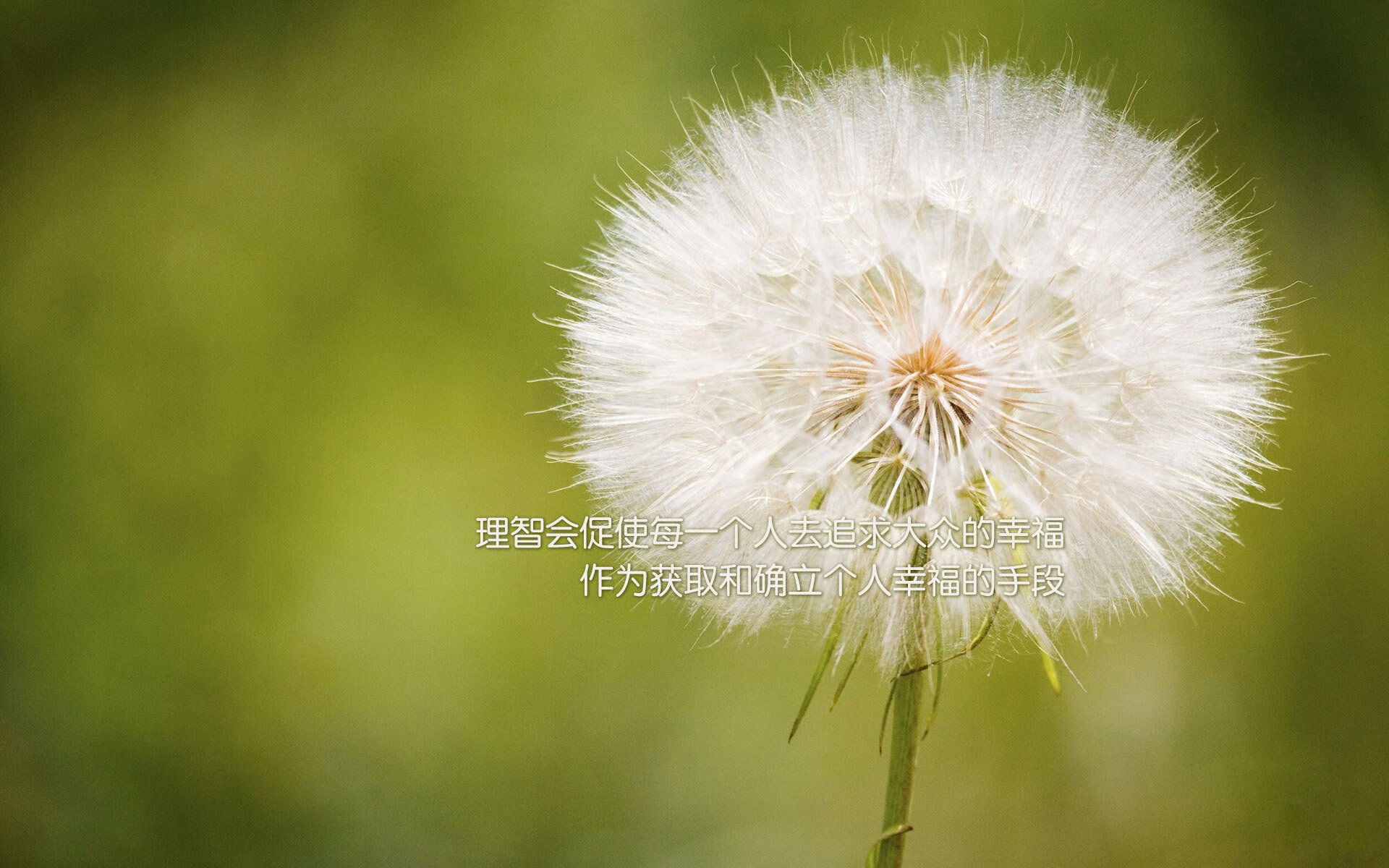 撕裂偏见！锡伯杜遗产之战，锡安41分破心墙