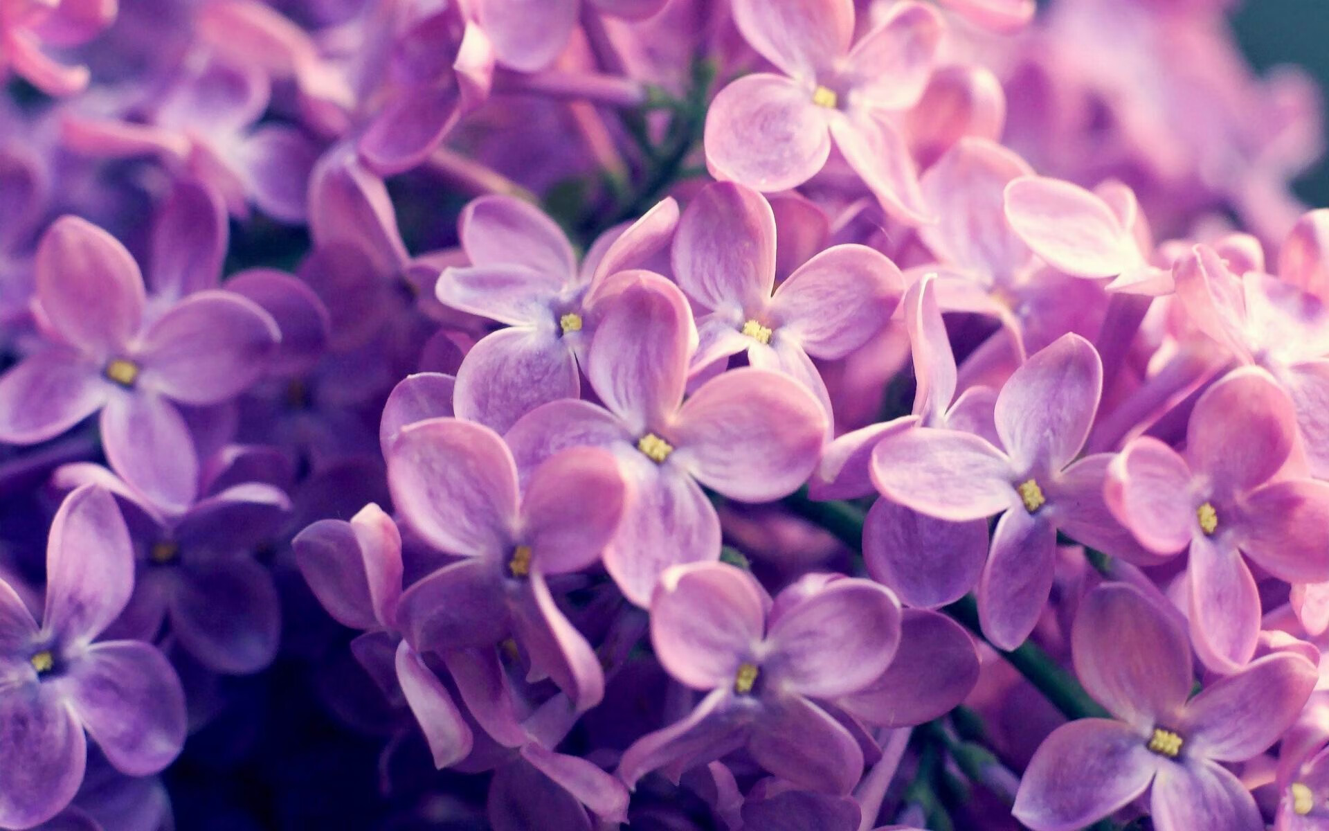 摩纳哥岸边的回声，当阿什拉夫与家拔刀相向