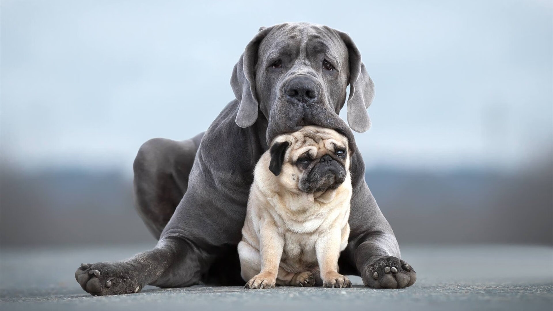 亚洲之力的双重奏,三笘薰的单骑突破,摩洛哥加时赛的坚毅胜利