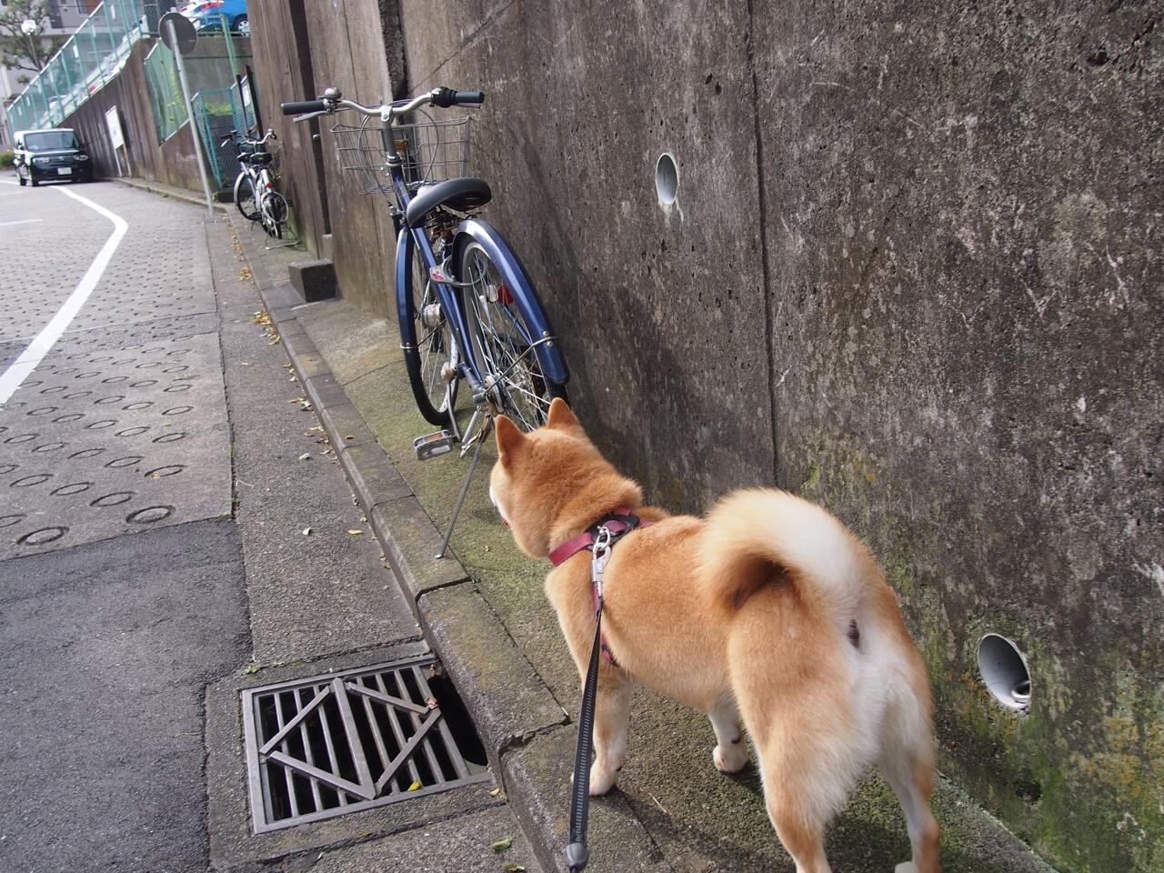 当视觉盛宴遇上绿茵交响，哈利伯顿的节奏魔法，如何诠释国家德比之夜的真谛