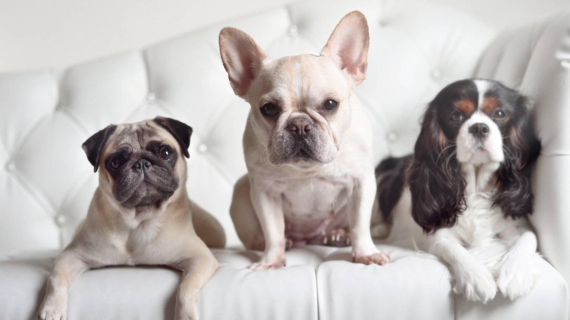 爵士独舞踏碎凤凰城,米切尔用个人能力重铸秩序