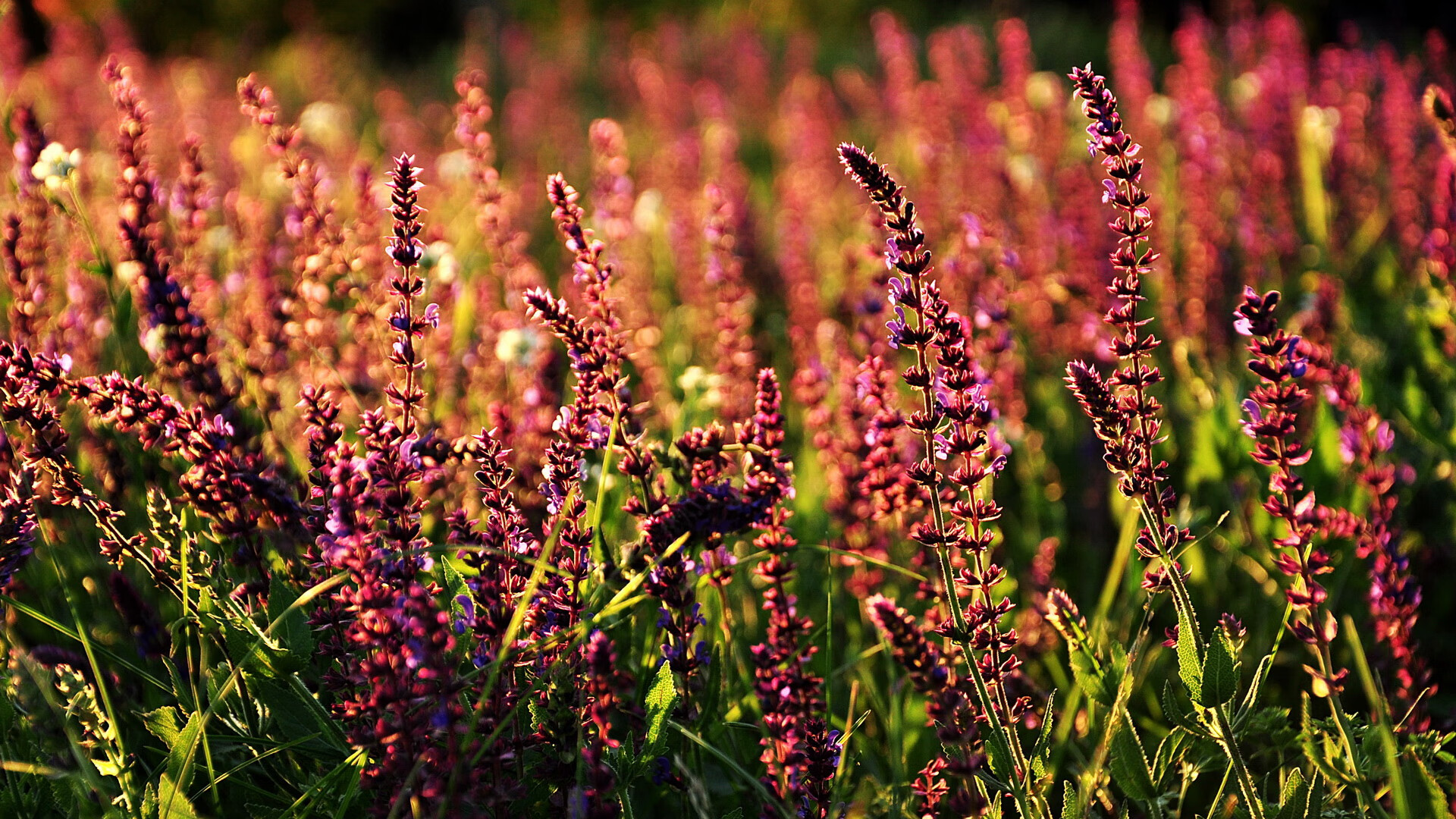 非洲德比的巴西星火，维尼修斯用实力跨越国界的证明之战