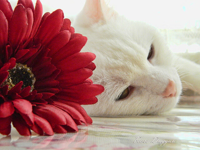 德甲争冠夜，唯一的光，久保建英在风暴中心证明自己