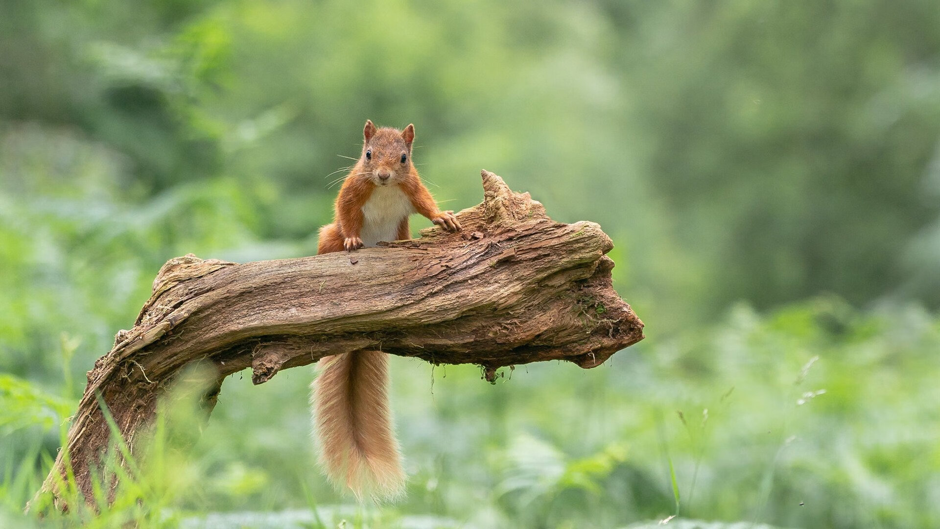 当掘金高原遇上东北虎，杜兰特用历史级表演终结悬念