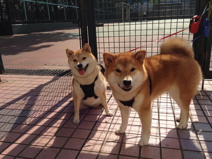 跨越洲际的绿茵风暴，马德里竞技如何代表西班牙斩落几内亚