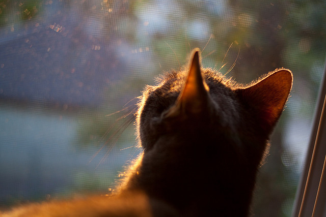 沙漠热浪吞噬精密仪器，当克瓦拉茨赫利亚在沙特风暴中完成自我救赎