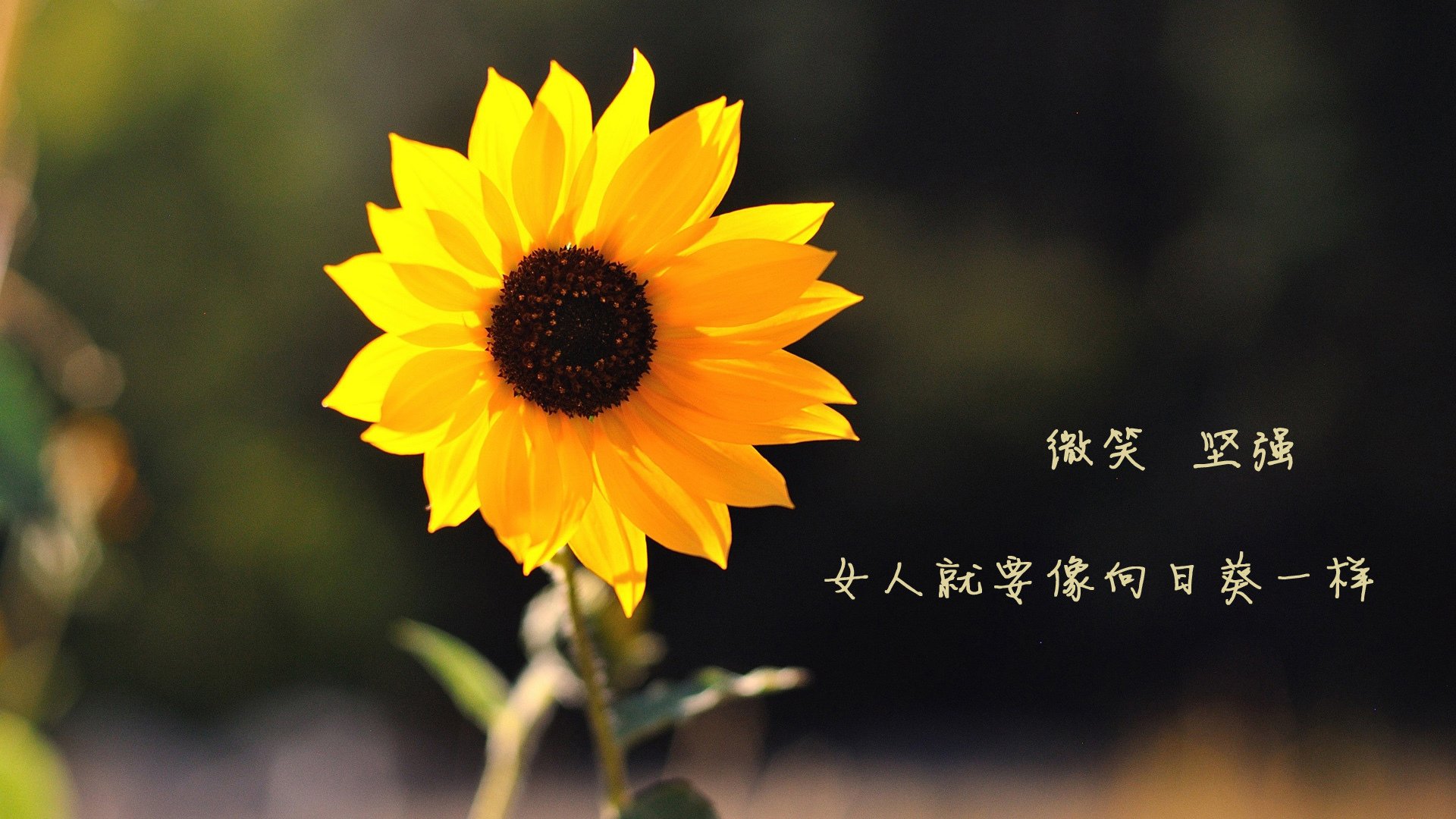 德布劳内的魔法时刻,2026世界杯A组,罗马尼亚与印度上演史诗对决